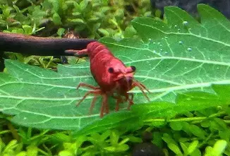 Red Sakura Shrimp